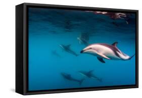 Pod of Dusky Dolphins Off of Kaikoura, New Zealand-James White-Framed Stretched Canvas