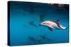 Pod of Dusky Dolphins Off of Kaikoura, New Zealand-James White-Stretched Canvas
