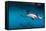 Pod of Dusky Dolphins Off of Kaikoura, New Zealand-James White-Framed Stretched Canvas