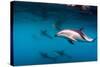 Pod of Dusky Dolphins Off of Kaikoura, New Zealand-James White-Stretched Canvas