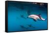 Pod of Dusky Dolphins Off of Kaikoura, New Zealand-James White-Framed Stretched Canvas