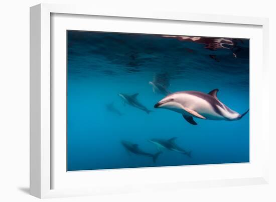 Pod of Dusky Dolphins Off of Kaikoura, New Zealand-James White-Framed Photographic Print