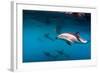 Pod of Dusky Dolphins Off of Kaikoura, New Zealand-James White-Framed Photographic Print