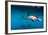 Pod of Dusky Dolphins Off of Kaikoura, New Zealand-James White-Framed Photographic Print