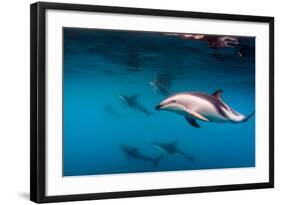 Pod of Dusky Dolphins Off of Kaikoura, New Zealand-James White-Framed Photographic Print