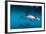 Pod of Dusky Dolphins Off of Kaikoura, New Zealand-James White-Framed Photographic Print