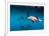 Pod of Dusky Dolphins Off of Kaikoura, New Zealand-James White-Framed Photographic Print