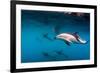 Pod of Dusky Dolphins Off of Kaikoura, New Zealand-James White-Framed Photographic Print