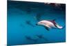 Pod of Dusky Dolphins Off of Kaikoura, New Zealand-James White-Mounted Photographic Print