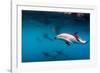 Pod of Dusky Dolphins Off of Kaikoura, New Zealand-James White-Framed Photographic Print