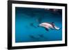 Pod of Dusky Dolphins Off of Kaikoura, New Zealand-James White-Framed Photographic Print