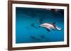 Pod of Dusky Dolphins Off of Kaikoura, New Zealand-James White-Framed Photographic Print