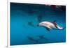 Pod of Dusky Dolphins Off of Kaikoura, New Zealand-James White-Framed Photographic Print