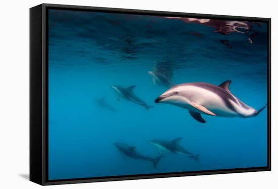 Pod of Dusky Dolphins Off of Kaikoura, New Zealand-James White-Framed Stretched Canvas