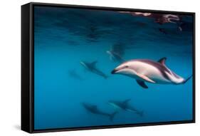 Pod of Dusky Dolphins Off of Kaikoura, New Zealand-James White-Framed Stretched Canvas