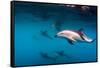 Pod of Dusky Dolphins Off of Kaikoura, New Zealand-James White-Framed Stretched Canvas