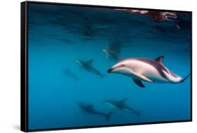 Pod of Dusky Dolphins Off of Kaikoura, New Zealand-James White-Framed Stretched Canvas