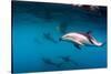 Pod of Dusky Dolphins Off of Kaikoura, New Zealand-James White-Stretched Canvas