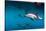 Pod of Dusky Dolphins Off of Kaikoura, New Zealand-James White-Stretched Canvas