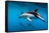 Pod of Dusky Dolphins Off of Kaikoura, New Zealand-James White-Framed Stretched Canvas