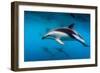 Pod of Dusky Dolphins Off of Kaikoura, New Zealand-James White-Framed Photographic Print