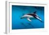 Pod of Dusky Dolphins Off of Kaikoura, New Zealand-James White-Framed Photographic Print