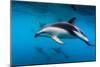 Pod of Dusky Dolphins Off of Kaikoura, New Zealand-James White-Mounted Photographic Print