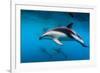 Pod of Dusky Dolphins Off of Kaikoura, New Zealand-James White-Framed Photographic Print