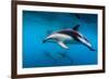 Pod of Dusky Dolphins Off of Kaikoura, New Zealand-James White-Framed Photographic Print