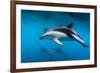 Pod of Dusky Dolphins Off of Kaikoura, New Zealand-James White-Framed Photographic Print