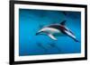 Pod of Dusky Dolphins Off of Kaikoura, New Zealand-James White-Framed Photographic Print