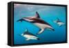 Pod of Dusky Dolphins Off of Kaikoura, New Zealand-James White-Framed Stretched Canvas