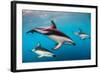 Pod of Dusky Dolphins Off of Kaikoura, New Zealand-James White-Framed Photographic Print