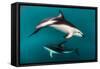 Pod of Dusky Dolphins Off of Kaikoura, New Zealand-James White-Framed Stretched Canvas