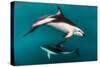 Pod of Dusky Dolphins Off of Kaikoura, New Zealand-James White-Stretched Canvas