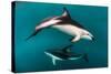 Pod of Dusky Dolphins Off of Kaikoura, New Zealand-James White-Stretched Canvas