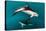 Pod of Dusky Dolphins Off of Kaikoura, New Zealand-James White-Stretched Canvas