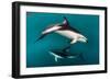 Pod of Dusky Dolphins Off of Kaikoura, New Zealand-James White-Framed Photographic Print