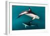 Pod of Dusky Dolphins Off of Kaikoura, New Zealand-James White-Framed Photographic Print