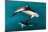 Pod of Dusky Dolphins Off of Kaikoura, New Zealand-James White-Mounted Photographic Print