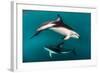 Pod of Dusky Dolphins Off of Kaikoura, New Zealand-James White-Framed Photographic Print