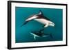 Pod of Dusky Dolphins Off of Kaikoura, New Zealand-James White-Framed Photographic Print