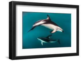 Pod of Dusky Dolphins Off of Kaikoura, New Zealand-James White-Framed Photographic Print