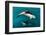 Pod of Dusky Dolphins Off of Kaikoura, New Zealand-James White-Framed Photographic Print