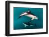 Pod of Dusky Dolphins Off of Kaikoura, New Zealand-James White-Framed Photographic Print