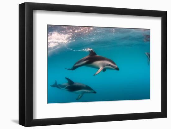 Pod of Dusky Dolphins Off of Kaikoura, New Zealand-James White-Framed Photographic Print