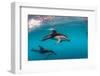 Pod of Dusky Dolphins Off of Kaikoura, New Zealand-James White-Framed Photographic Print