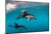 Pod of Dusky Dolphins Off of Kaikoura, New Zealand-James White-Mounted Photographic Print