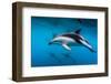 Pod of Dusky Dolphins Off of Kaikoura, New Zealand-James White-Framed Photographic Print