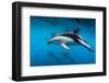 Pod of Dusky Dolphins Off of Kaikoura, New Zealand-James White-Framed Photographic Print